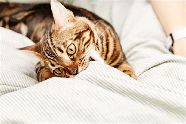 Why do cats knead blankets?