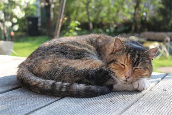 Why do cats lay next to you?