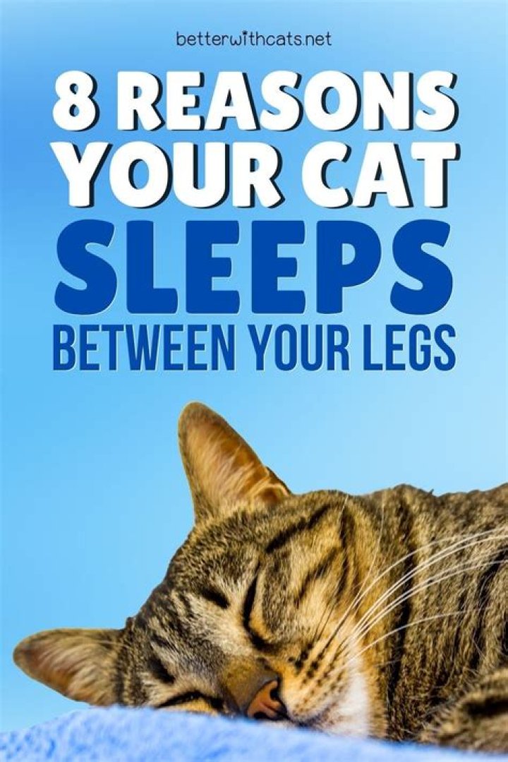 Why do cats like to sleep between your legs?