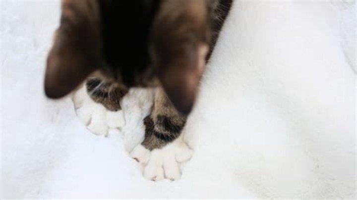 Why do cats make a face when they smell feet?