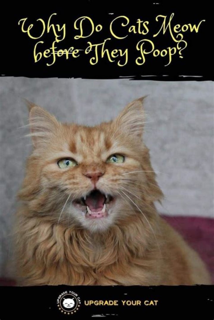 Why do cats poop where they sleep?