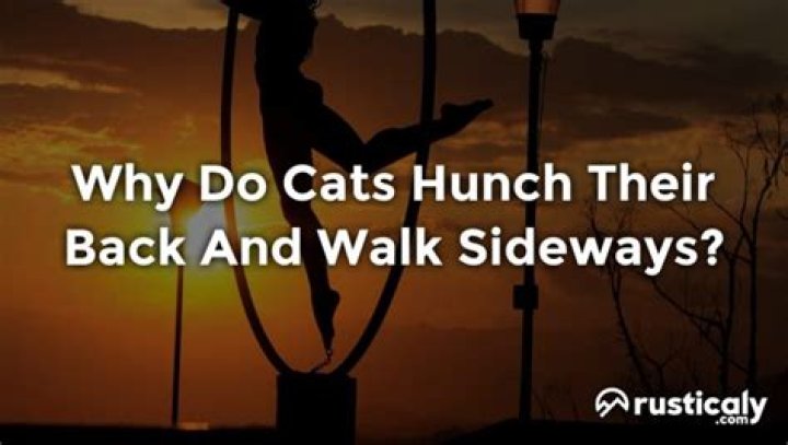 Why do cats puff up and run sideways?