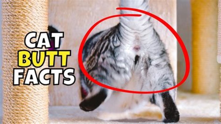 Why do cats show you their Buttholes?