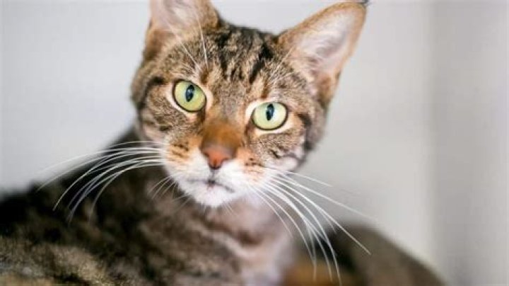 Why do cats stare at nothing?