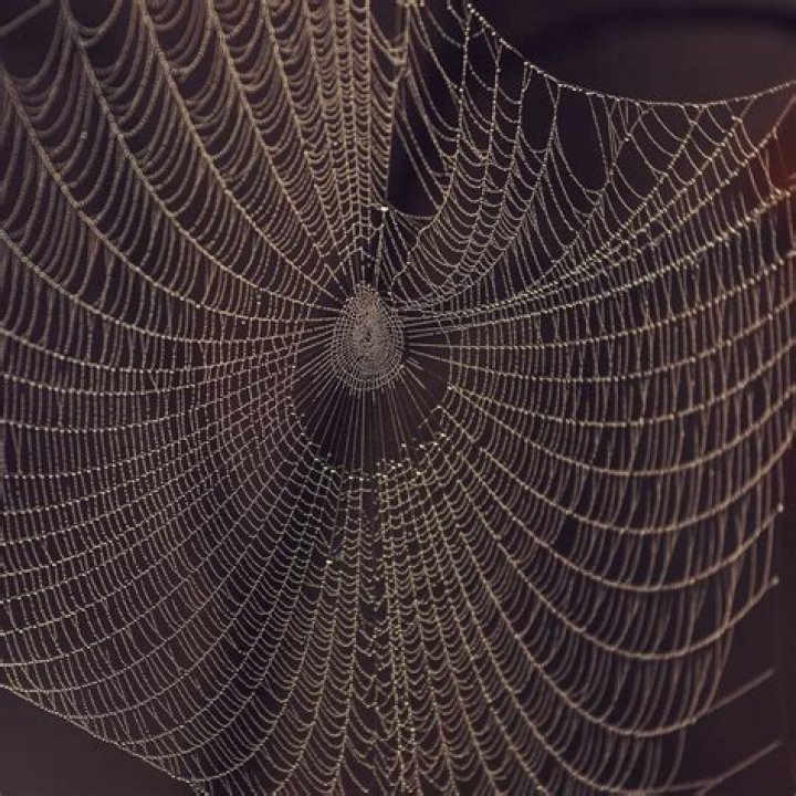 Why do cobwebs keep coming back?