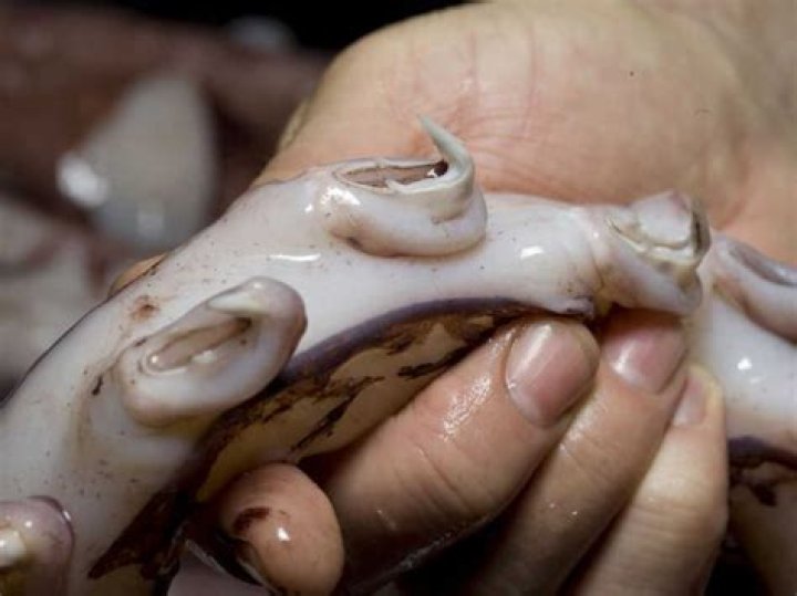 Why do colossal squid have hooks?