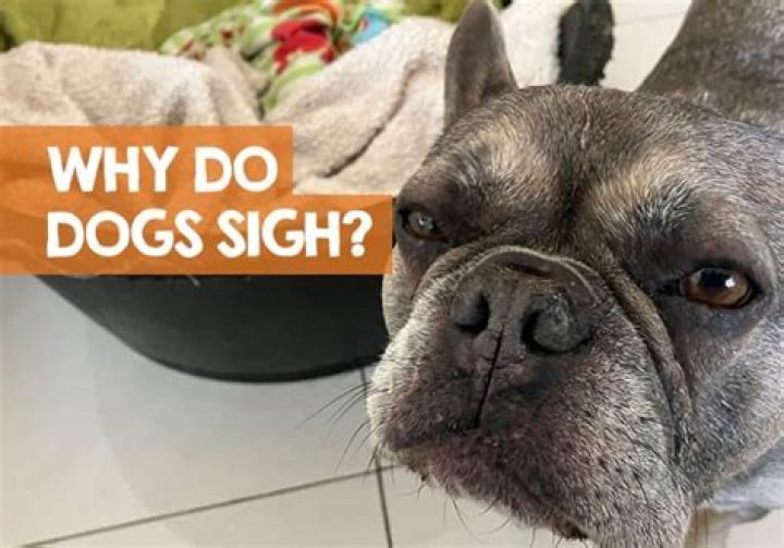 Why do dogs do big sighs?