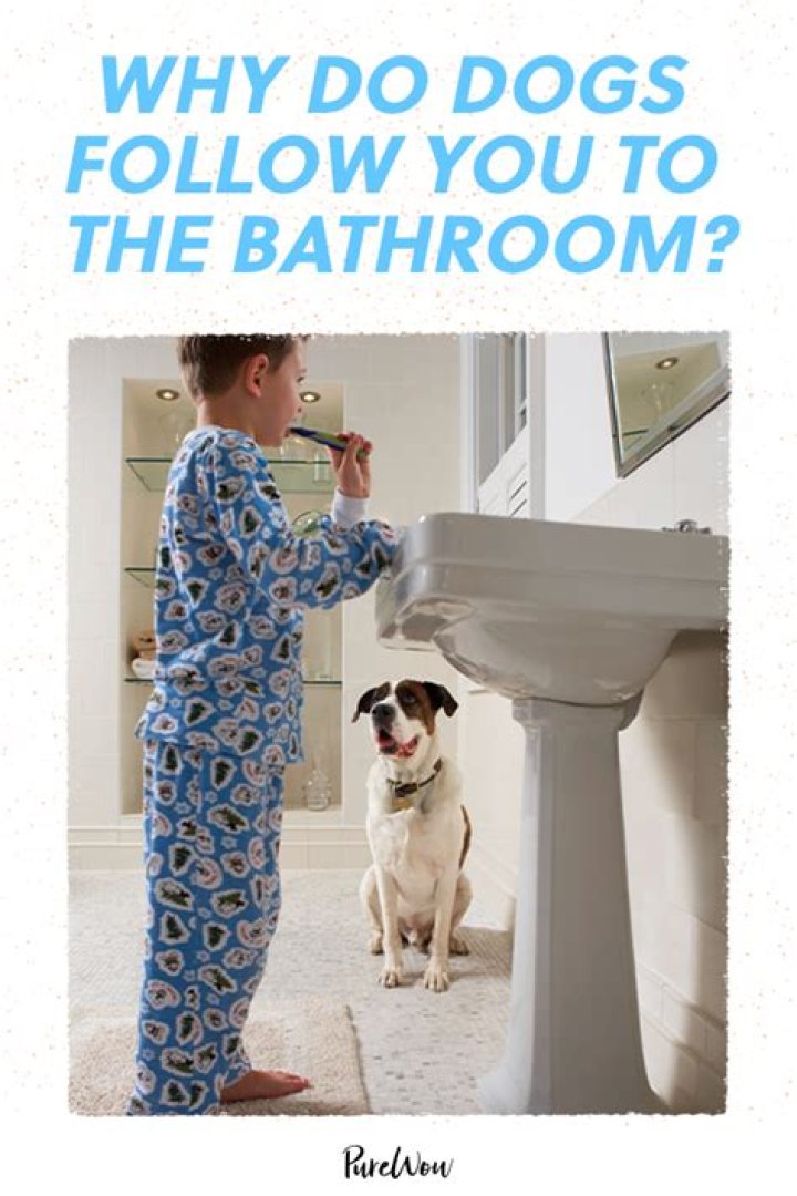 Why do dogs follow you into the toilet?