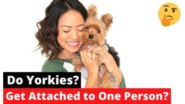 Why do dogs get attached to one person?