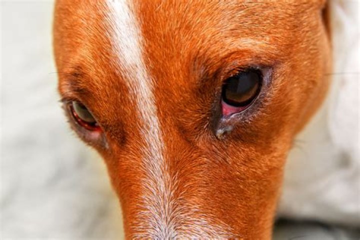 Why do dogs get eye boogers?