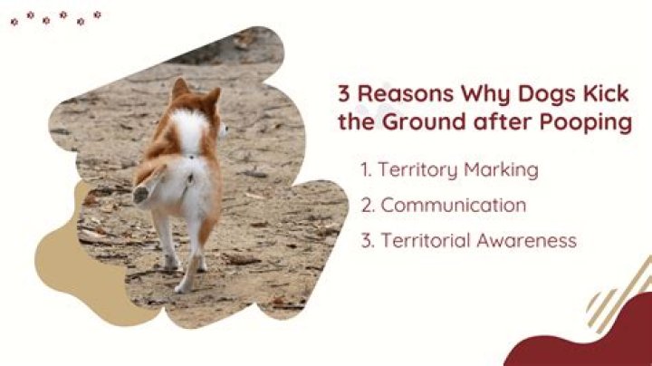 Why do dogs kick back after pooping?