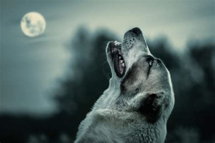 Why do dogs moan at night?