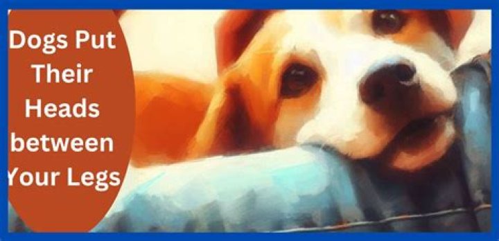 Why do dogs put their head between your legs?
