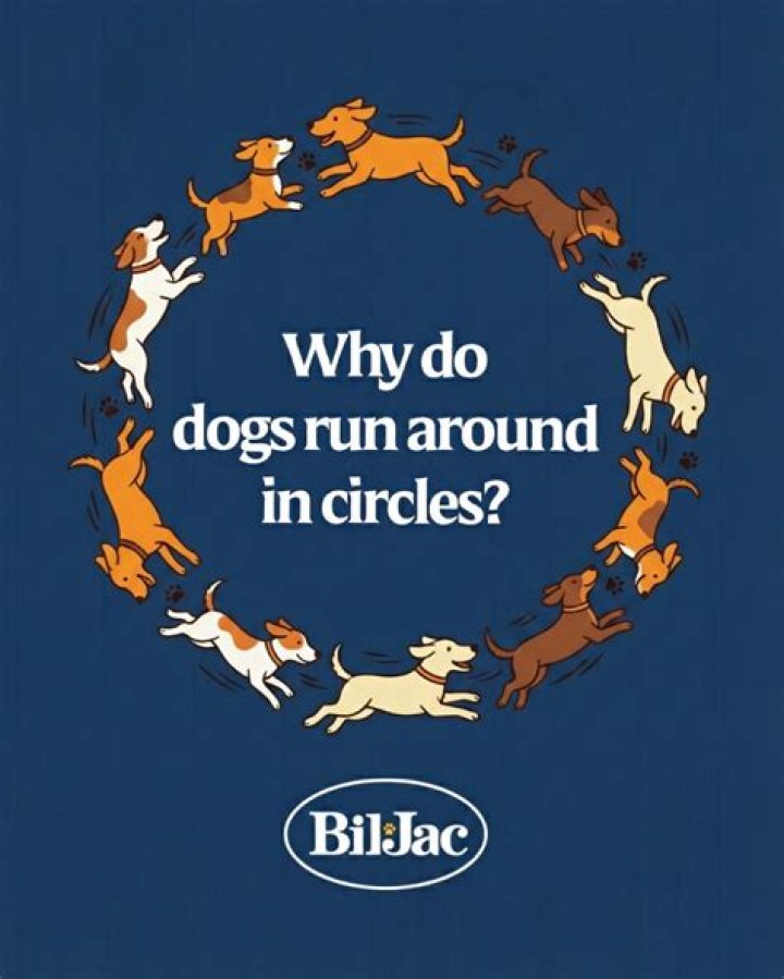 Why do dogs run around in circles?