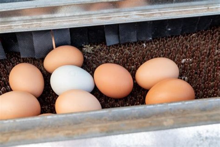 Why do farm fresh eggs make me sick?