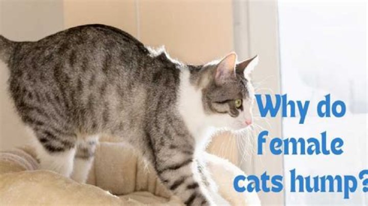 Why do female cats hump other female cats?
