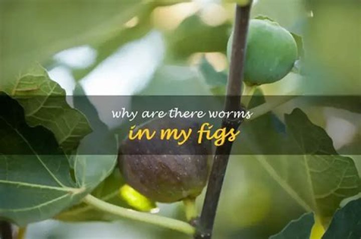 Why do figs have worms?