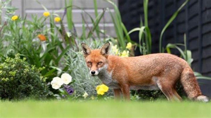 Why do foxes keep coming in my garden?