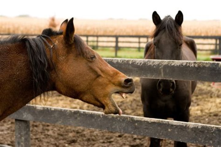 Why do horses bite fences?