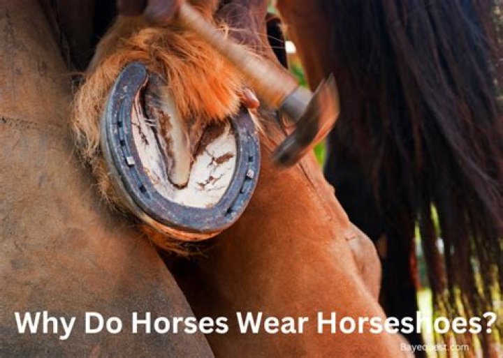 Why do horses respond to clicking?