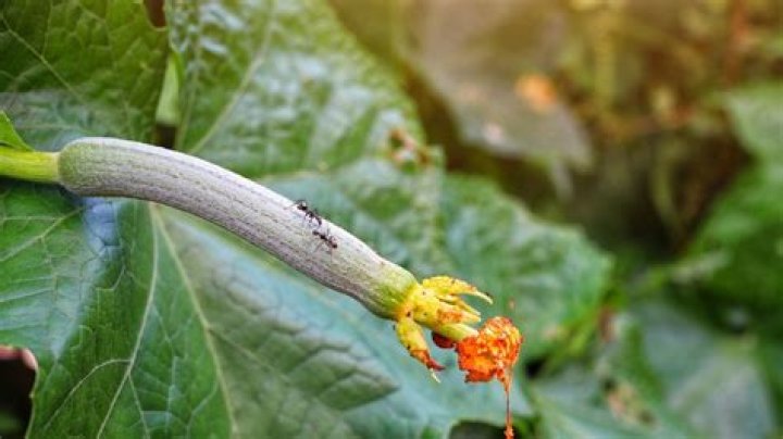 Why do I have ants on my zucchini plant?