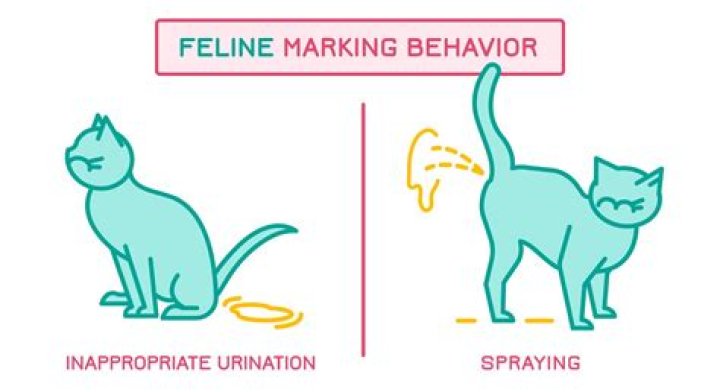 Why do male cats pee everywhere?