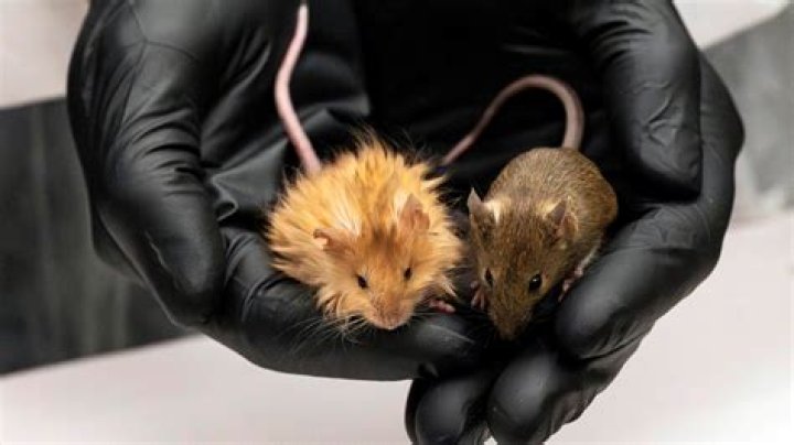 Why do mice not run away from cats?