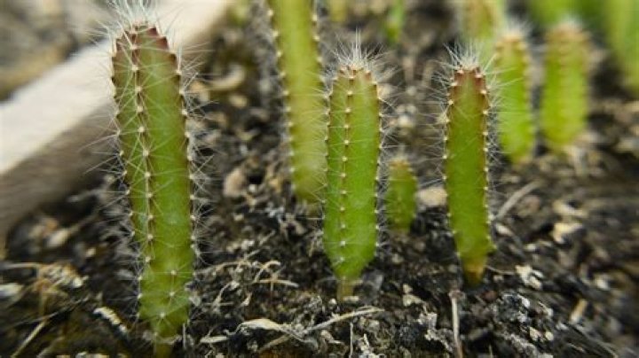 Why do my seedlings have thin stems?