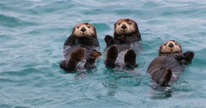 Why do otters wash themselves?