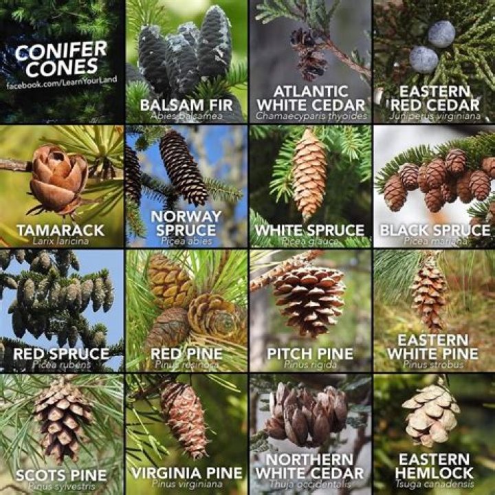 Why do people put pine cones in their fireplace?