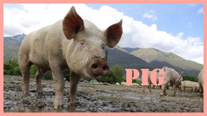 Why do pigs squeal when picked up?
