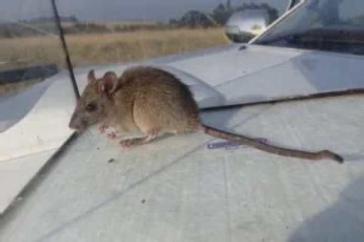 Why do rats vibrate?