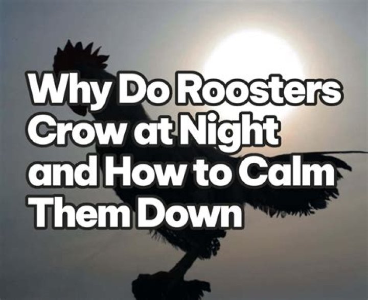 Why do roosters crow at night?