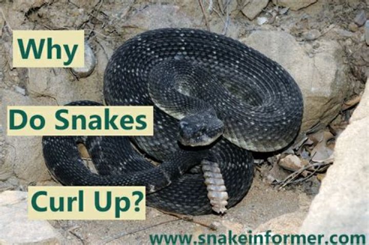 Why do snakes curl up?
