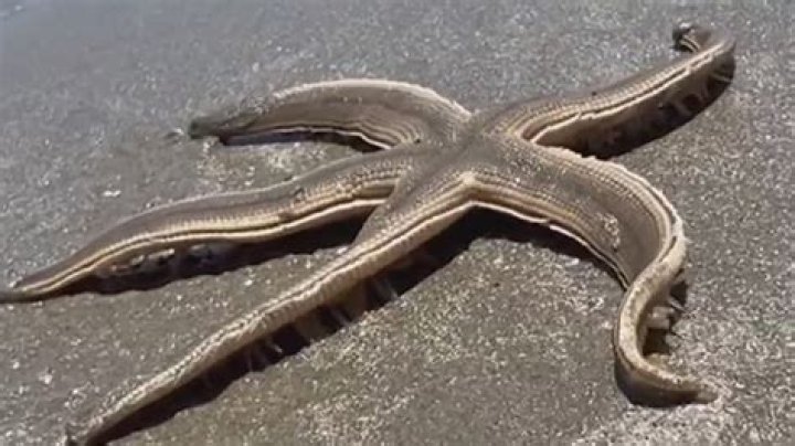 Why do starfish legs fall off?
