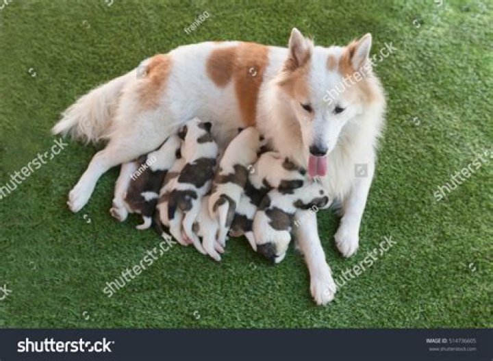 Why do they drink mothers milk in Mad Max?