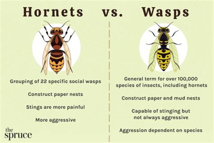 Why do wasps gather in one spot?