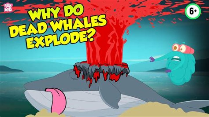Why do whales explode after death?