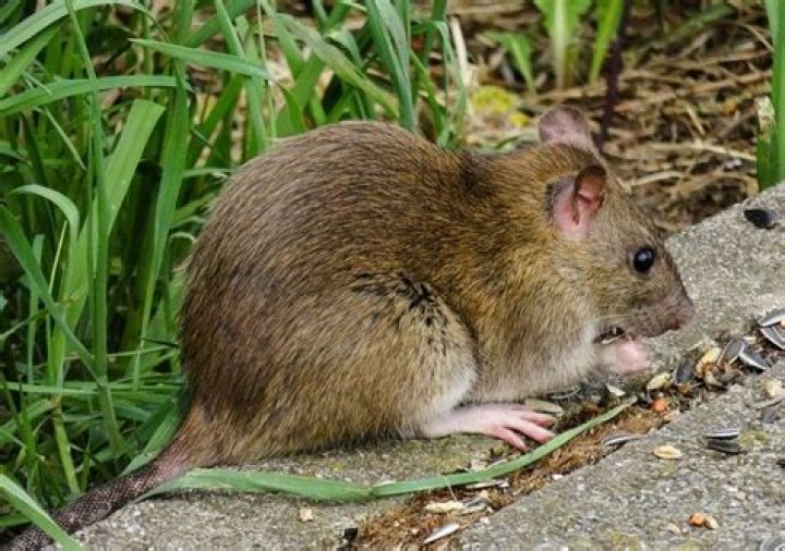 Why do you get rats in your garden?