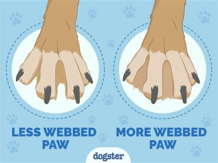 Why does a dog paw at you?