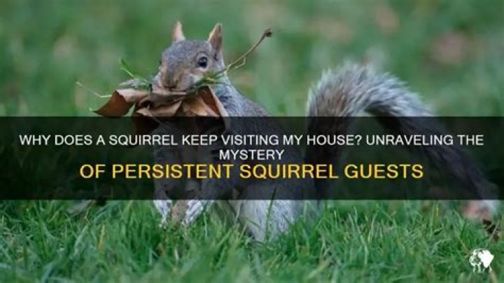 Why does a squirrel keep coming to my house?