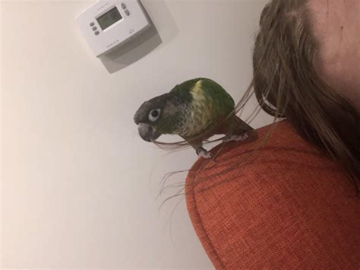 Why does my bird nibble on my lips?