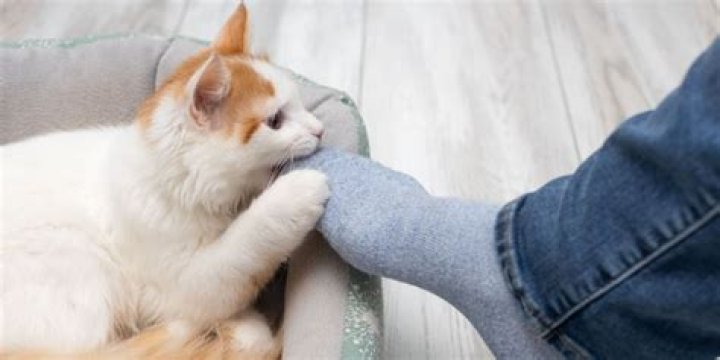 Why does my cat hit my leg when I walk by?