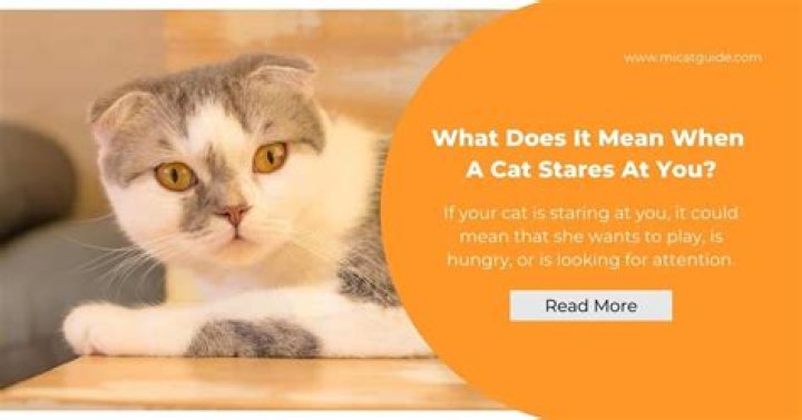 Why does my cat look away when I stare at him?