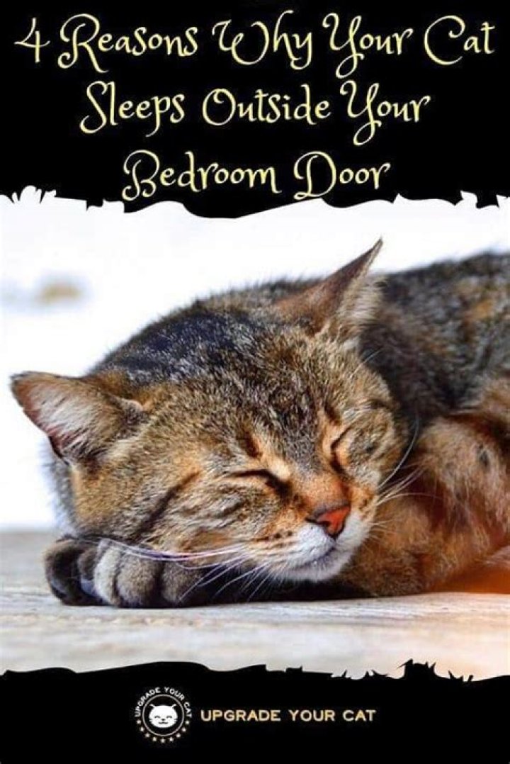 Why does my cat meow at my bedroom door in the morning?