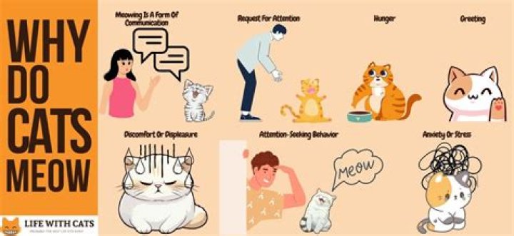 Why does my cat meow when I call her?