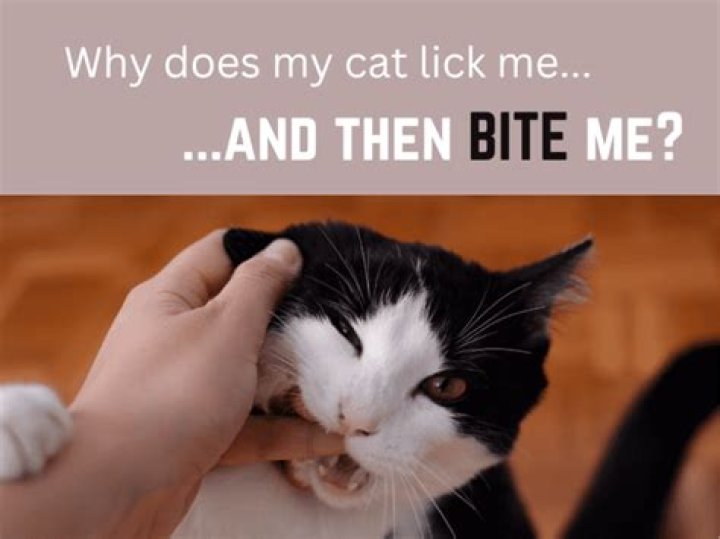 Why does my cat nudge me then bite me?