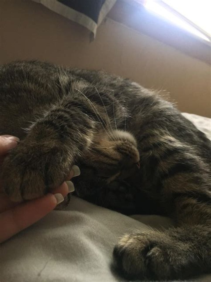 Why does my cat rest her paw on me?