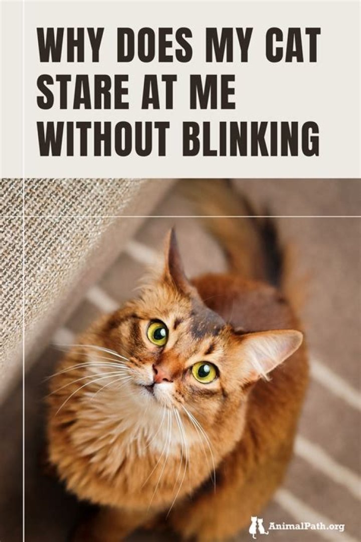 Why does my cat stare at me without blinking?
