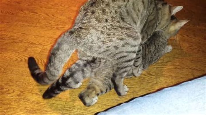 Why does my cat try to mate with me?